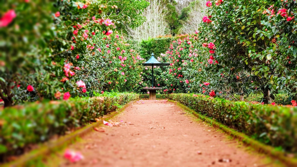 Jardin paysager avec allée